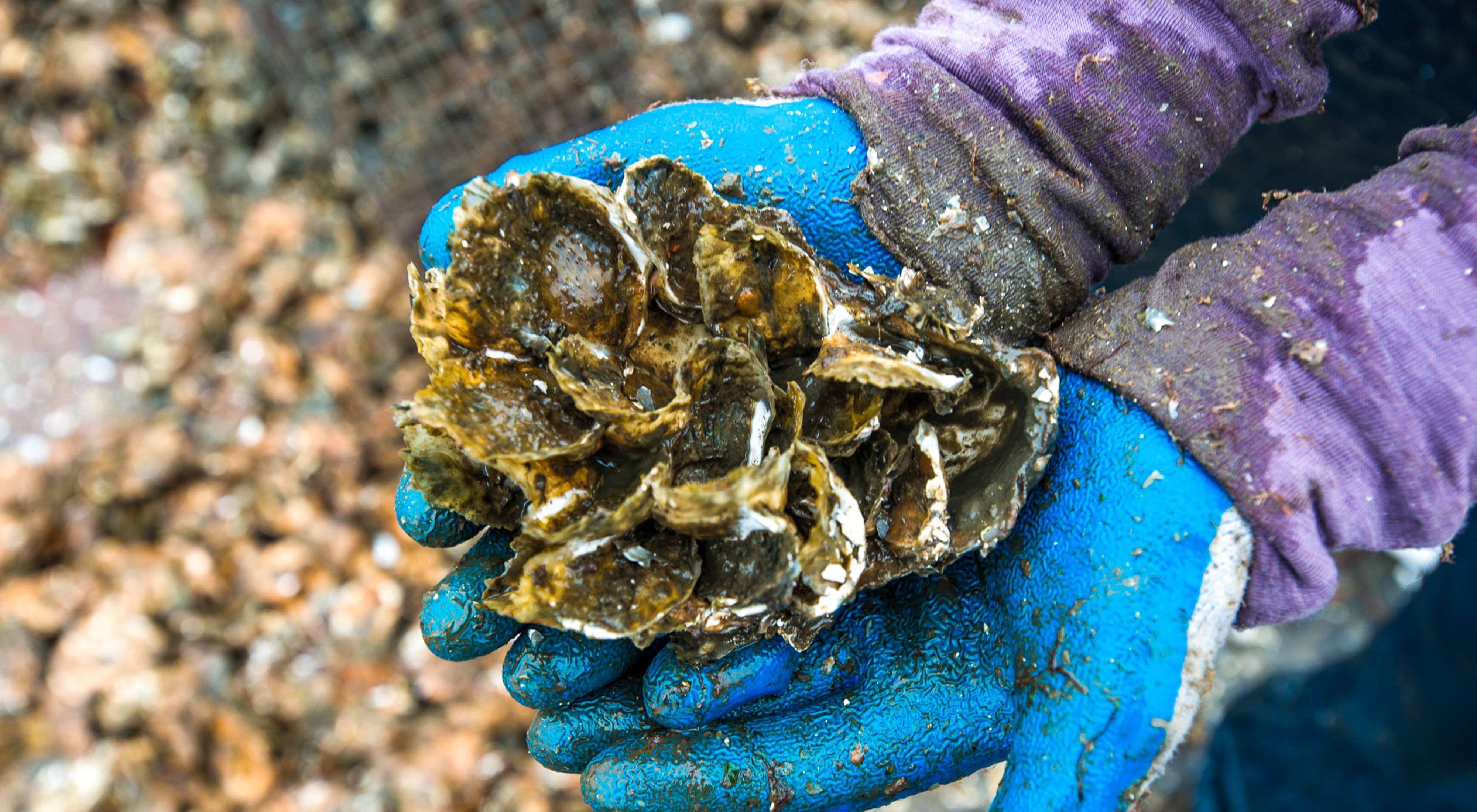Oyster restoration is vital to the health of the Great Bay Estuary in New Hampshire. 