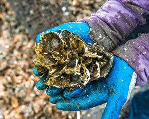 A handful of oyster shells.