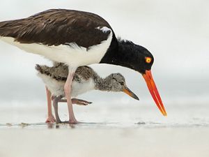 An American oystercatcher with a bright orange bill stands protectively over its chick.