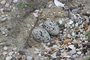 Two American oystercatcher eggs are in their nest. 