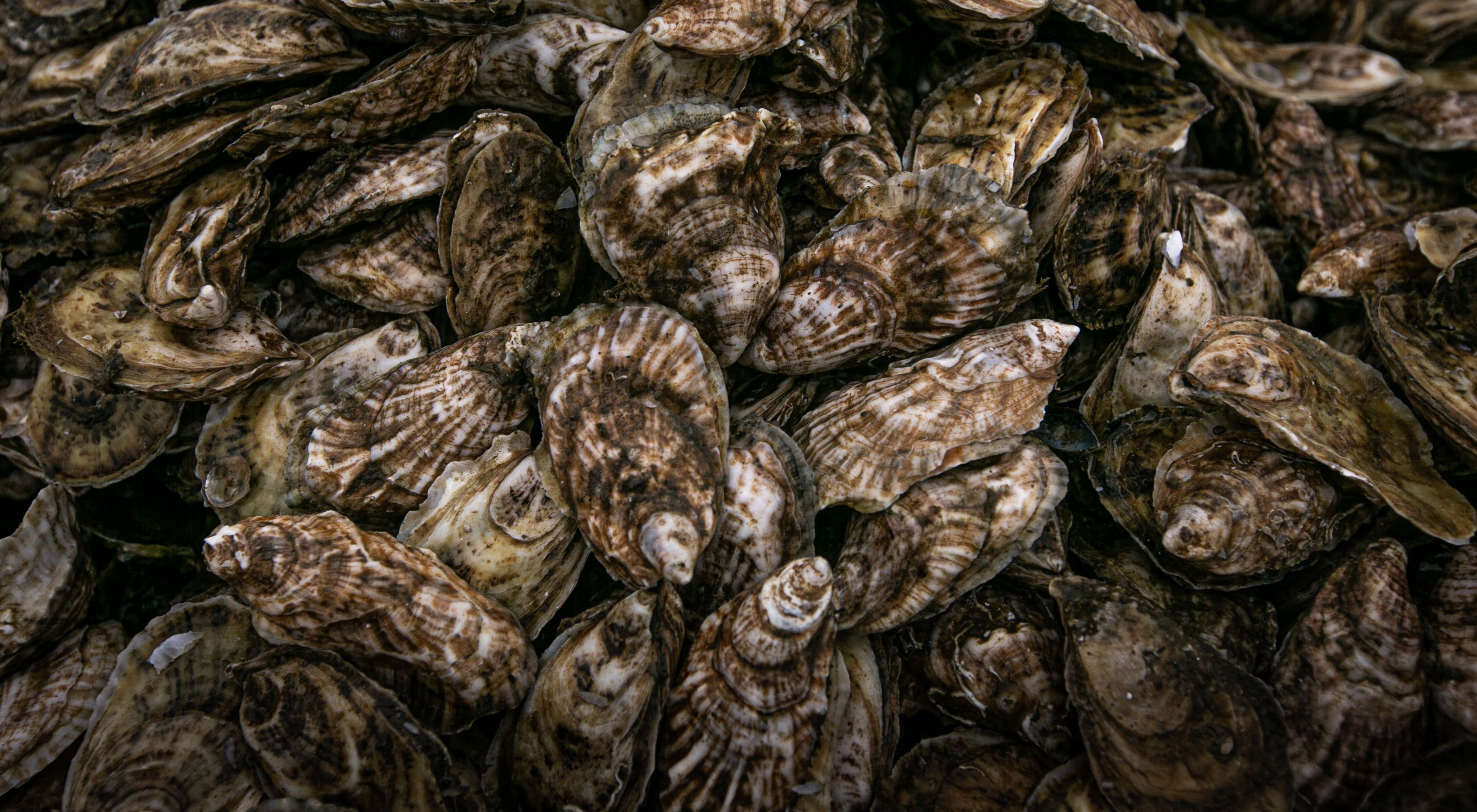 Closeup showing oysters filling the field of view.