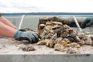 Gloved hands working through a pile of oysters.