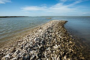 Oyster shells piled into an elongated spit reaching into the water.