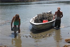 People planting castle-shaped substrate in shallow water, one in a boat, one ankle-deep, both smiling.