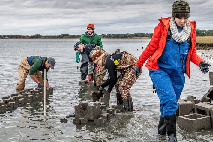 A group of people build oyster reefs in shallow water. They are bent over placing large concrete oyster castle blocks in interlocking arrays. Low heavy clouds hangs over the gently rippling water.