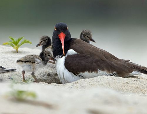 Nesting oystercatcher with a chick.
