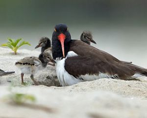 Nesting oystercatcher with a chick.