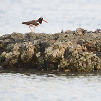 american oystercatcher walks along a restored reef
