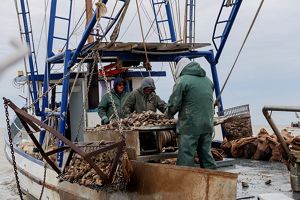 Three men stand on a boat sorting oysters at a table.