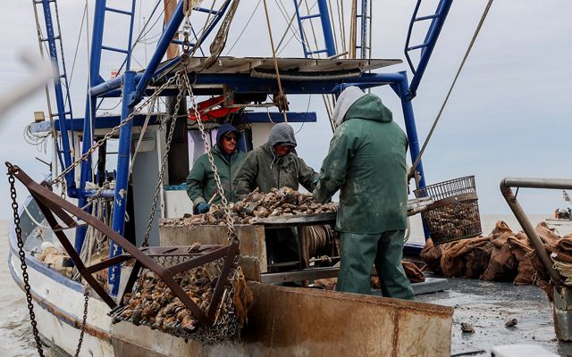 Three men stand on the deck of a boat sorting oysters pulled from the ocean.