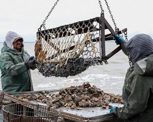 Two men stand on a boat on the ocean using a machine to draw oysters out of the water.