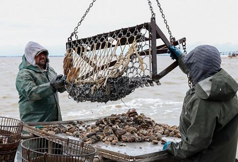 Two people on a boat steady a net full of shellfish.