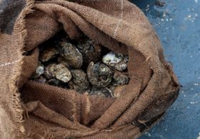 A brown burlap bag filled with muddy oysters.