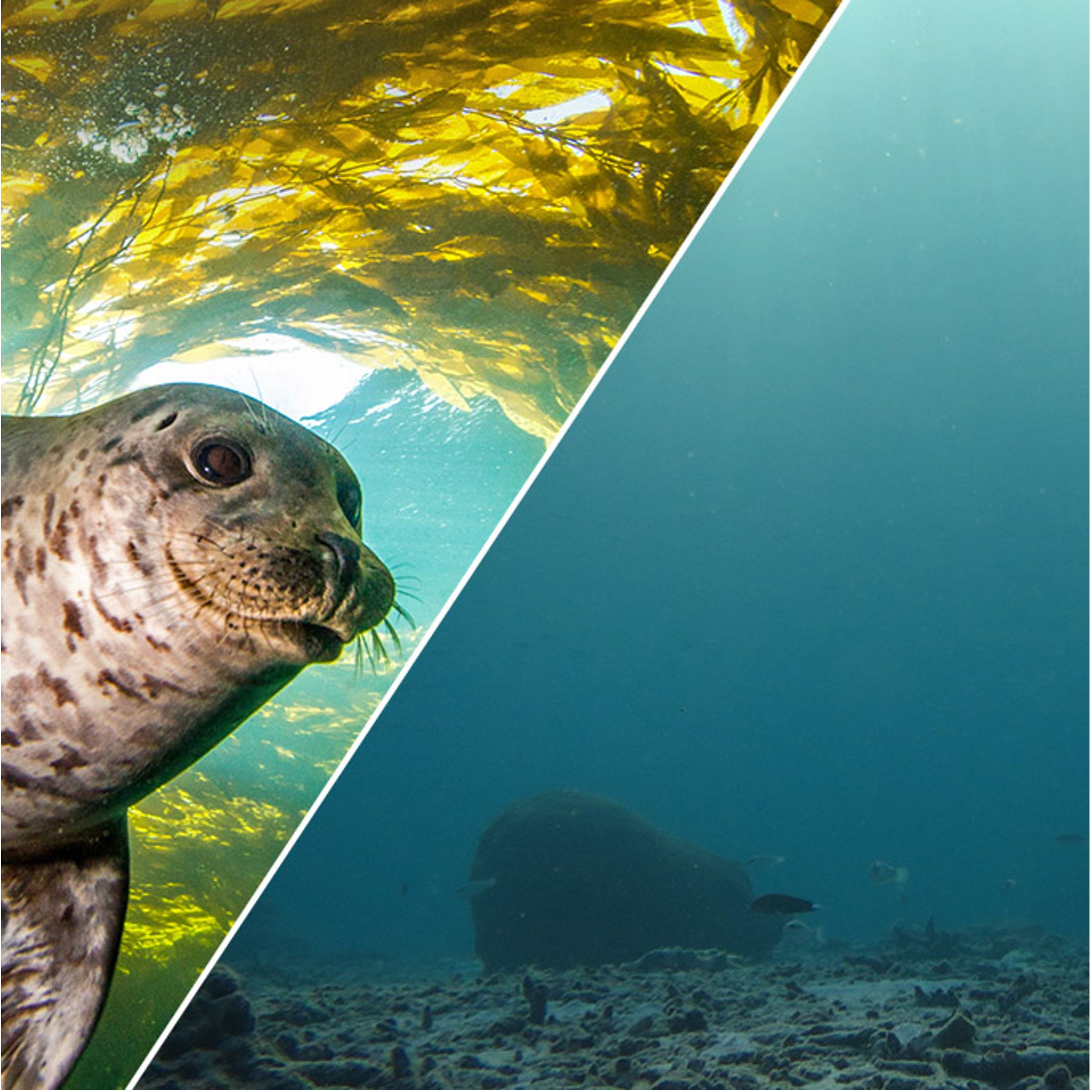 Split image of an empty ocean schen on one side and a seal with kelp behind it looking at the camera on the other to illustrate climate change.