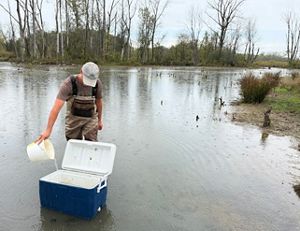 A man wearing a white hat wades into water to release fish.