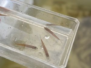 Three small fish swim in a plastic container.