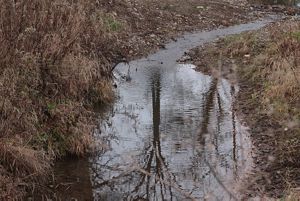 A field with wetlands.