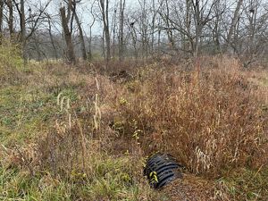 Tall grasses surround a culvert.