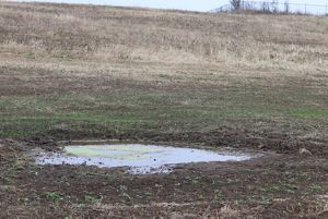 A small wetland is surrounded by a large field. 