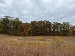 Open field with wetlands.