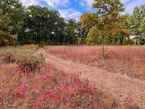 An open field and trees in fall.