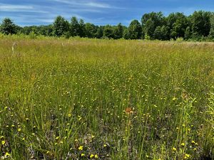 A field of twisted yellow eyed grass and a blue sky.