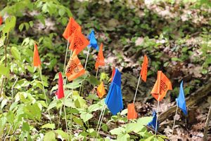 Different colored small flags on the forest floor.