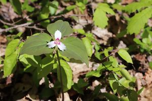 White and pink flower with leaves behind it.