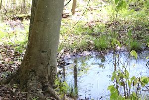 Tree stump beside vernal pool of water on forest floor.