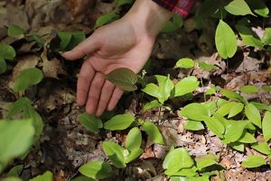 Hand showing a leaf.