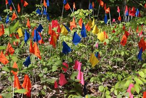 Different colored small flags on the forest floor.