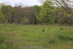 Open grassy field with trees in the background.