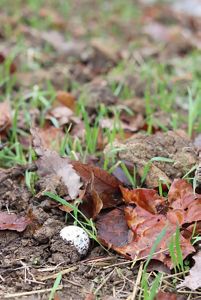 Dirty golf ball sitting on top of dirt and grass.