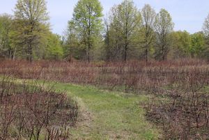 Grass path with trees in the background and shrubs.