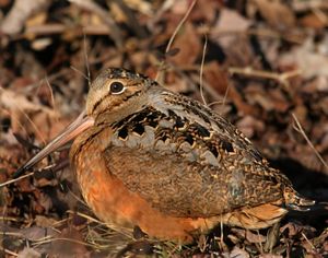 A close-up of an American Woodcock brown bird standing in a field with leaves around it.