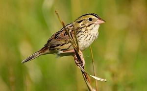 Brown bird stands on twig.