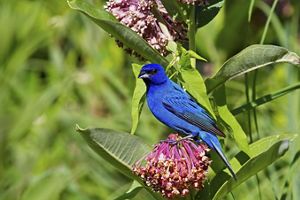 A blue colored bird with black wings sits on a milkweed plant with a pink flower.