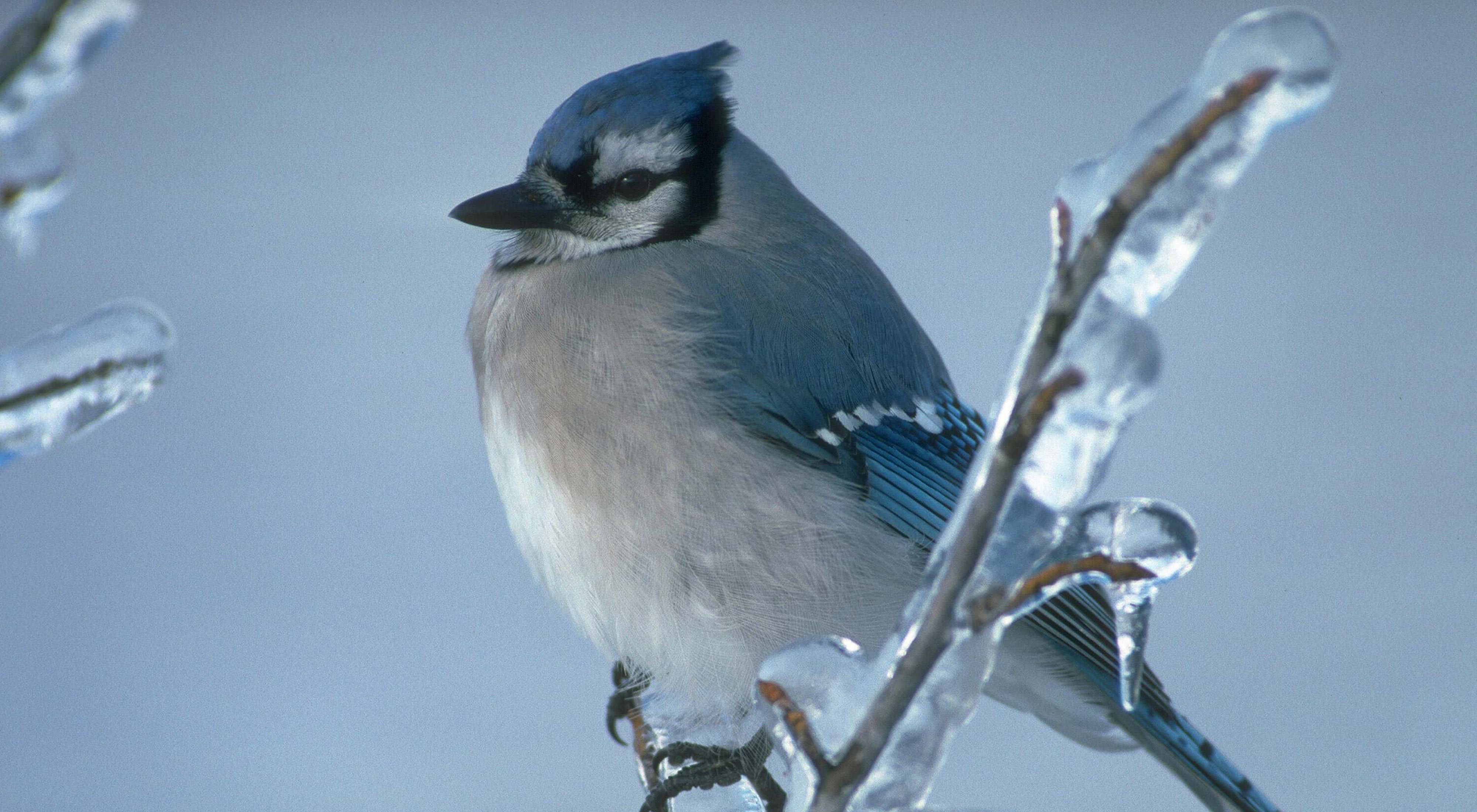 A blue jay sits on a thin branch crusted with ice.