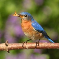 A male Eastern bluebird perches on a branch with three insect larvae in his bill. 
