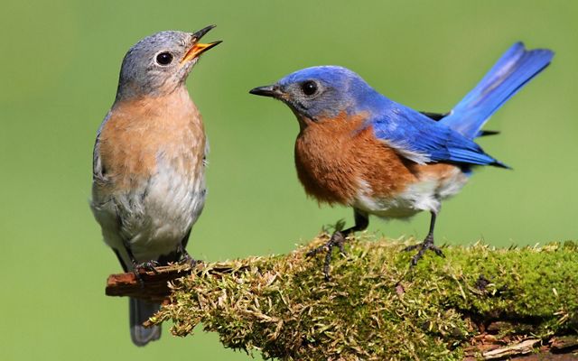 Two bluebirds sit on a stump looking at one another.
