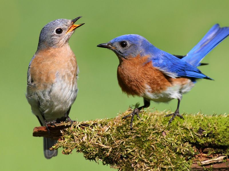 Two bluebirds sit on a stump looking at one another.