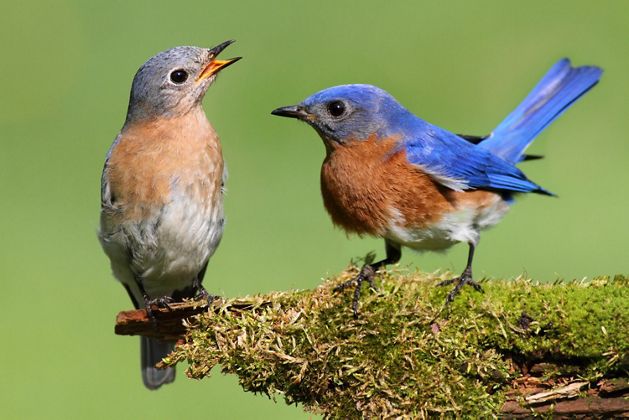 A female (L) and male (R) Eastern bluebird pair sitting on a mossy log together. 
