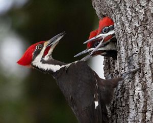 An adult woodpecker with a red head and black and white body looks into a tree with two of its offspring sticking their heads out.