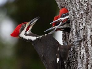 A black woodpecker with a red head looks into a hole of a tree where two smaller woodpeckers poke their heads out.