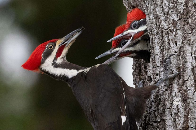 An adult woodpecker with a red head and black and white body looks into a tree with two of its offspring sticking their heads out.