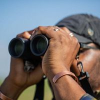 A man looks through binoculars to watch birds. 
