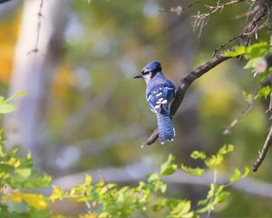 An adult blue jay perched on a branch. Its back is to the camera and it's looking off to the left.