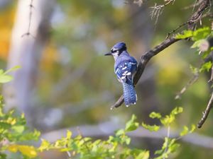 An adult blue jay perched on a branch. Its back is to the camera and it's looking off to the left. 