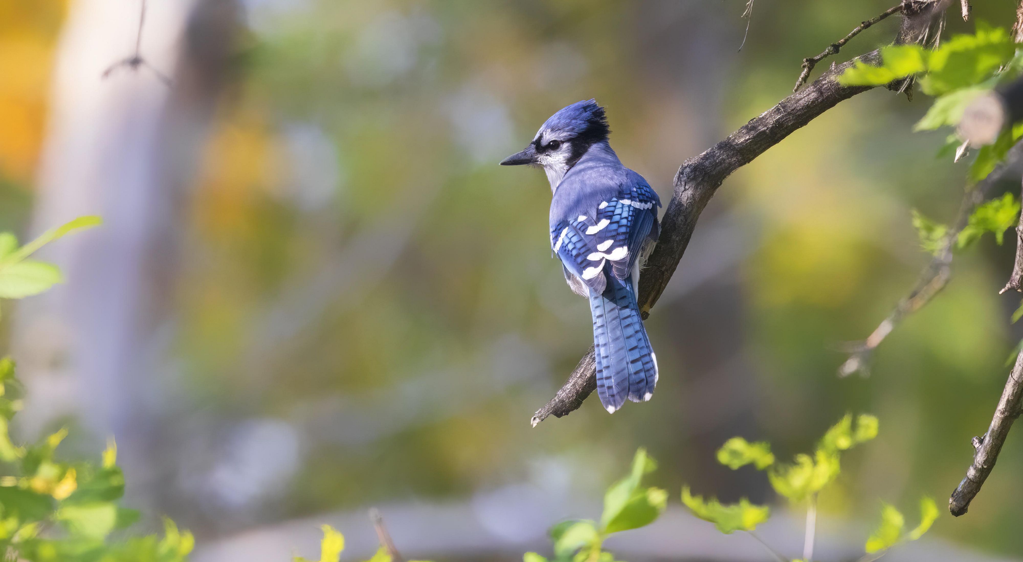 An adult blue jay perched on a branch with its back to the camera. The bird is looking off to the left. 