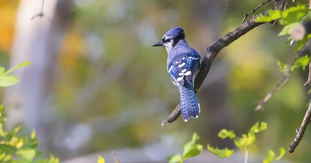 A Glimpse into the World of Blue Jay Fledglings - Steve Creek